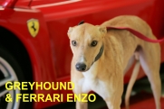 greyhound_ferrari_enzo_czech_greyhound_racing_federation_NQ1M7778-r.jpg