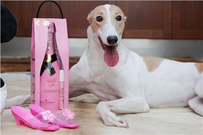 Greyhound_Birthday_Queen_Vuitton_pink_maskara_champagne_Czech_Greyhound_Racing.JPG