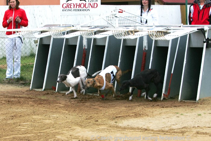 Greyhound_Schooling_Academy_Czech_Greyhound_Racing_Federation_NQ1M8719.JPG