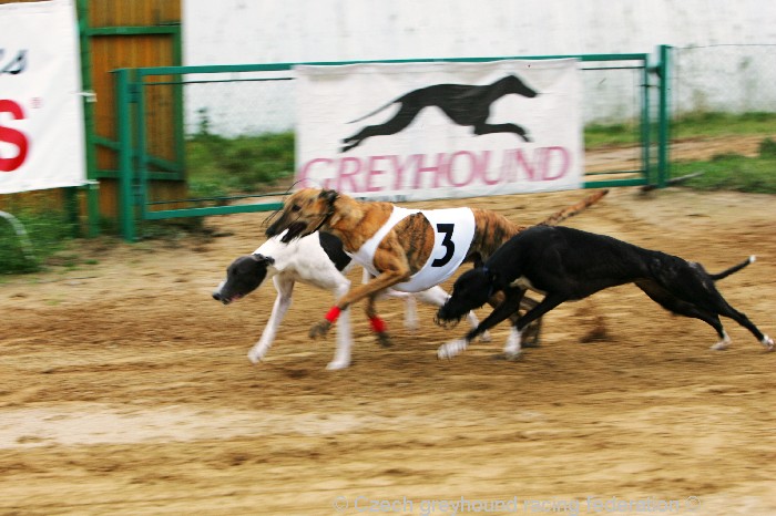 Greyhound_Schooling_Academy_Czech_Greyhound_Racing_Federation_NQ1M8724.JPG