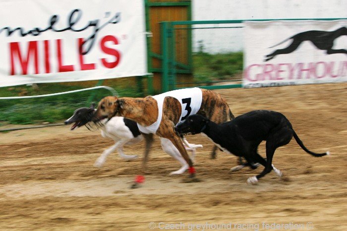 Greyhound_Schooling_Academy_Czech_Greyhound_Racing_Federation_NQ1M8725.JPG