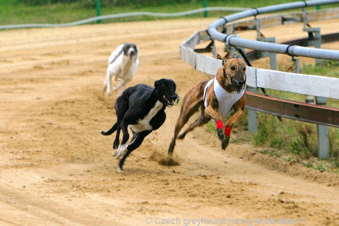 Greyhound_Schooling_Academy_Czech_Greyhound_Racing_Federation_NQ1M8741.JPG