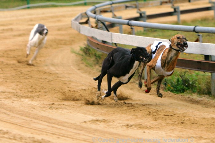 Greyhound_Schooling_Academy_Czech_Greyhound_Racing_Federation_NQ1M8743.JPG