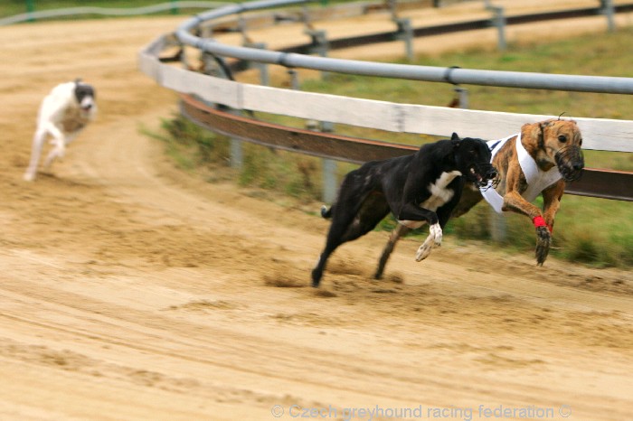 Greyhound_Schooling_Academy_Czech_Greyhound_Racing_Federation_NQ1M8744.JPG