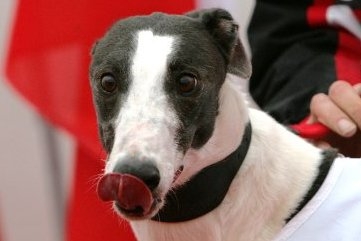 Greyhound_Cayenn_Elbony.jpg