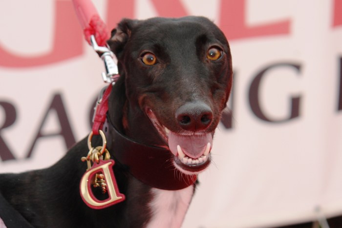 Greyhound_NewMac_Dior.jpg