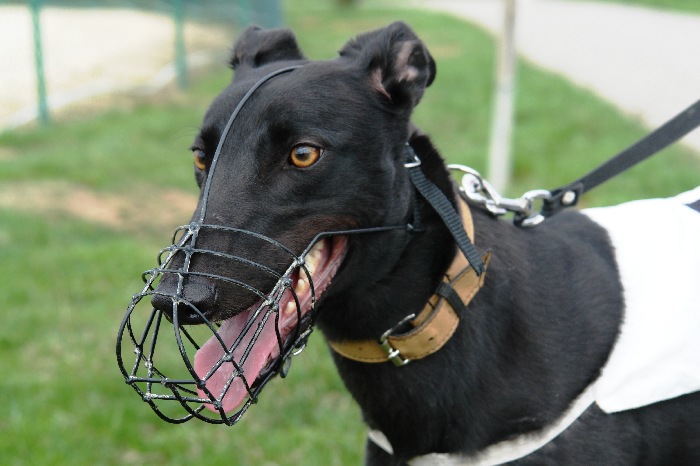 Greyhound_Stormy_Cassandra.jpg