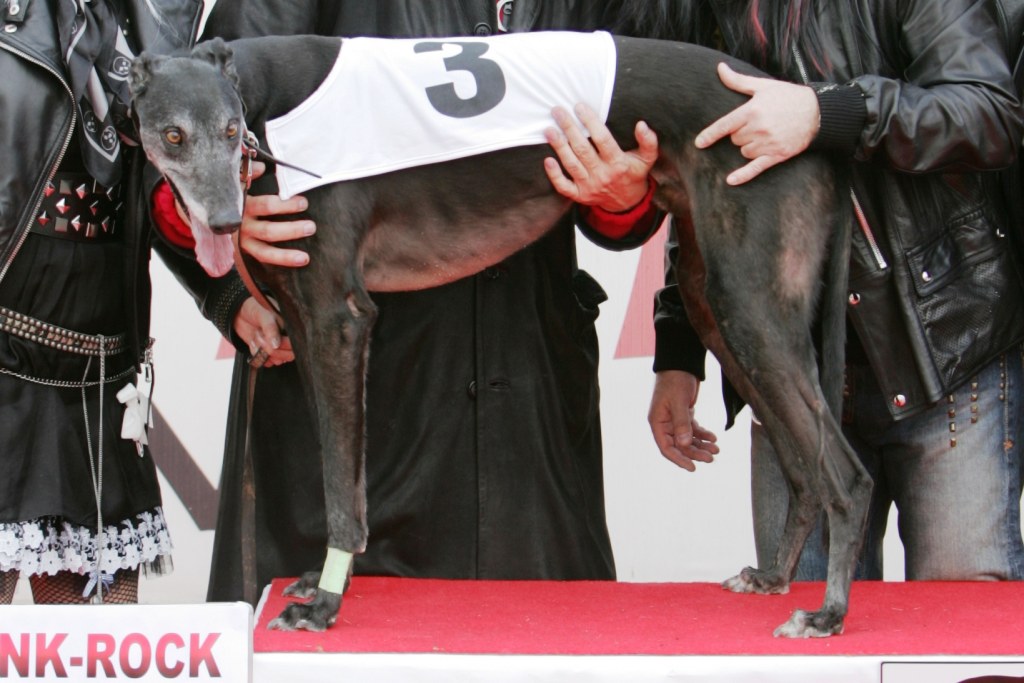 halloween-punk-rock-greyhound-race-czech-greyhound-racing-federation-NQ1M9129.JPG