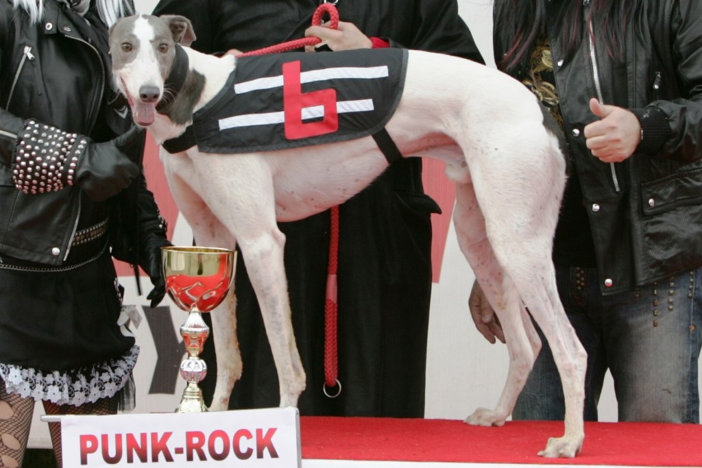 halloween-punk-rock-greyhound-race-czech-greyhound-racing-federation-NQ1M9276.JPG
