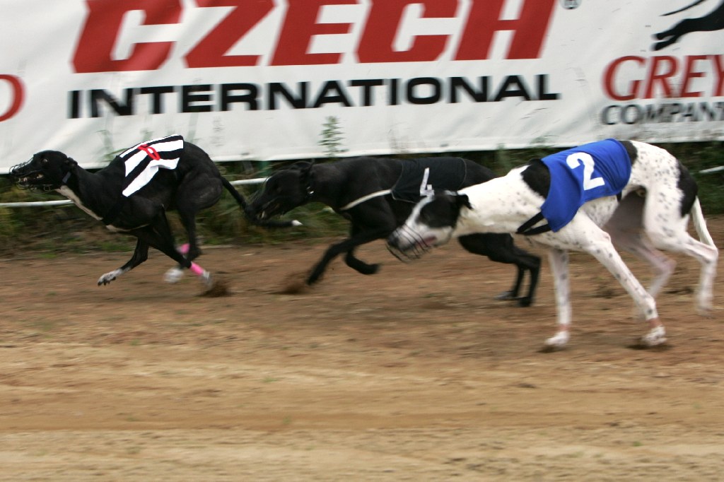 halloween-punk-rock-greyhound-race-czech-greyhound-racing-federation-NQ1M9336.JPG