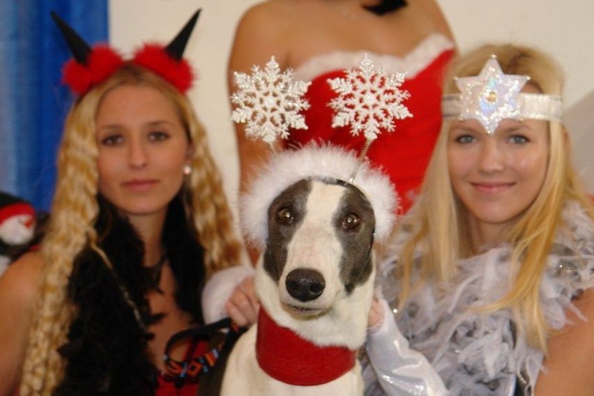 Mikulas_Greyhound_race_2010_chrti_dostihy_Ceske_greyhound_dostihove_federace_DSC03850.jpg