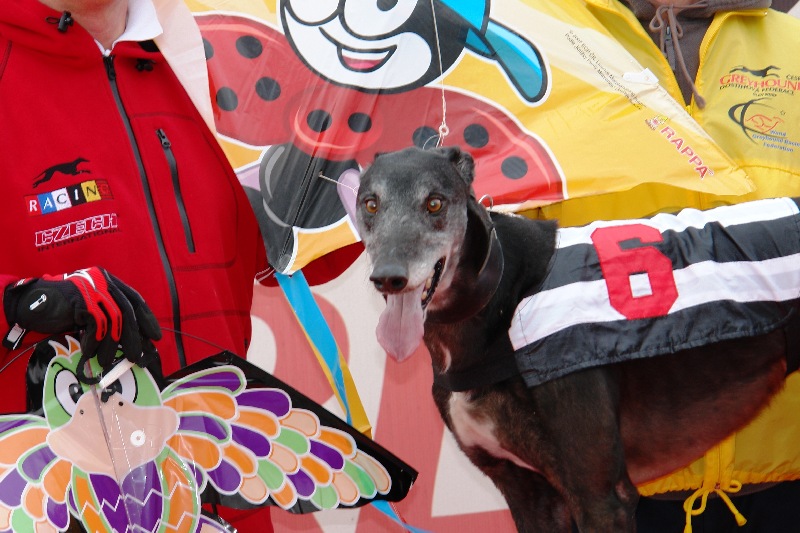 dostihy_chrtů_PC_2010_Czech_Greyhound_Racing_Federation_DSC02732.JPG