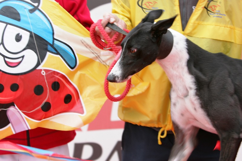 dostihy_chrtů_PC_2010_Czech_Greyhound_Racing_Federation_NQ1M0127.JPG
