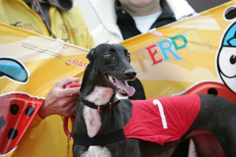 dostihy_chrtů_PC_2010_Czech_Greyhound_Racing_Federation_NQ1M9942.JPG