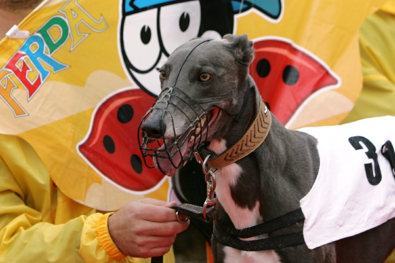 dostihy_chrtů_PC_2010_Czech_Greyhound_Racing_Federation_NQ1M9963.JPG