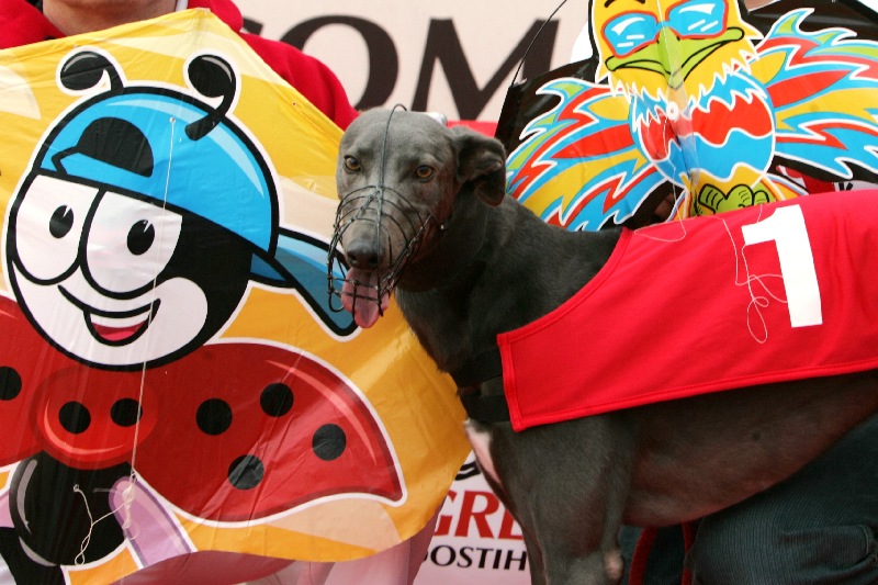 dostihy_chrtů_PC_2010_Czech_Greyhound_Racing_Federation_NQ1M9974.JPG