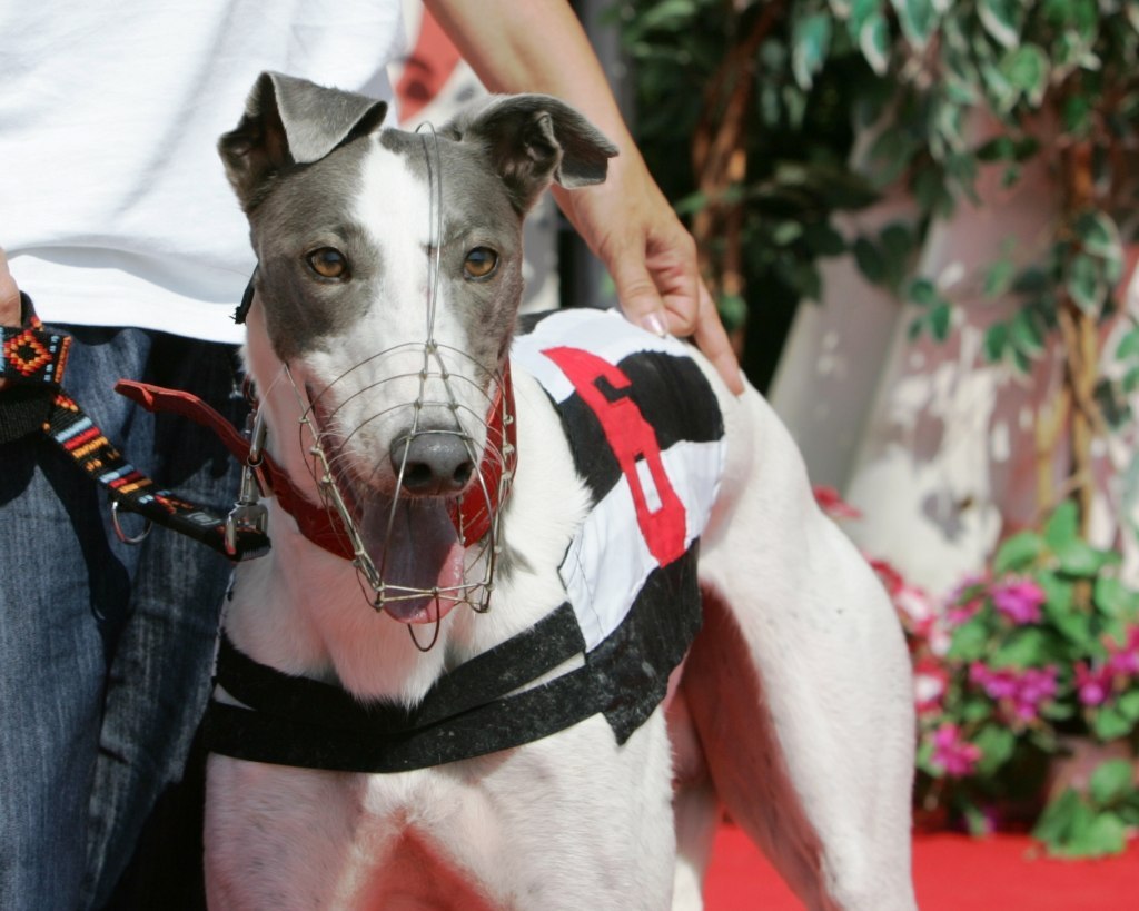 White_Elbony_Zlaty_chrt_2010_Velmistr_Ceska_greyhound_dostihova_federace_NQ1M8422.JPG