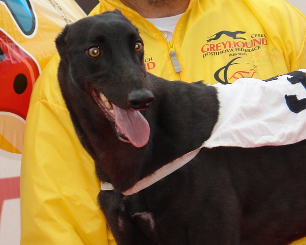 Zlaty_chrt_2010_Vitez_Stormy_Cassamdra_Czech_Greyhound_Racing_Federation_DSC02738.JPG