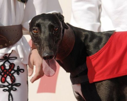 Zlaty_chrt_2010_vitez_Sjudraget_Lijane_Ceska_greyhound_dostihova_federace_DSC00729.jpg