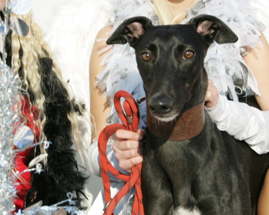 Zlaty_chrt_2010_vitez_Sjudraget_Lijane_Ceska_greyhound_dostihova_federace_NQ1M0717.JPG