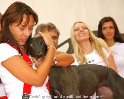 Zlaty_chrt_Stormy_cassandra_Ceska_greyhound_dostihova_federace_DSC04855.JPG