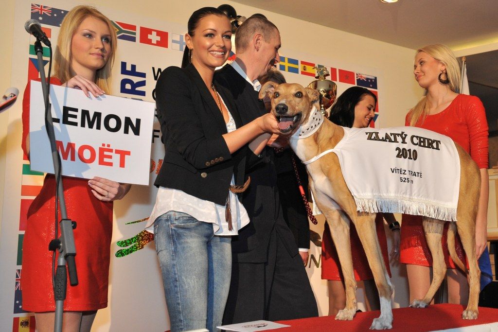 Zlatý chrt 2010 Lemon Moet a Jitka Válková - Česká greyhound dostihová federace