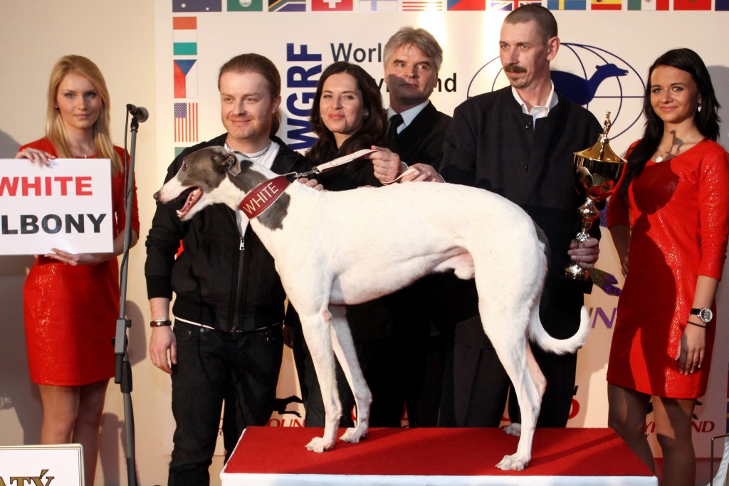 Zlatý chrt 2010 White Elbony a Pavel Šporcl - Česká greyhound dostihová federace