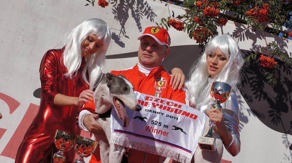 001_Zlaty_Chrt_Velmistr_White_Czech_Greyhound_Racing_Federation_DSC02508.jpg