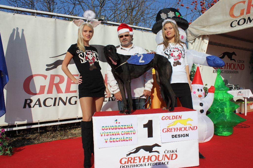 002_Zlaty_Chrt_Cassandra_Czech_Greyhound_Racing_Federation_IMG_1256.jpg