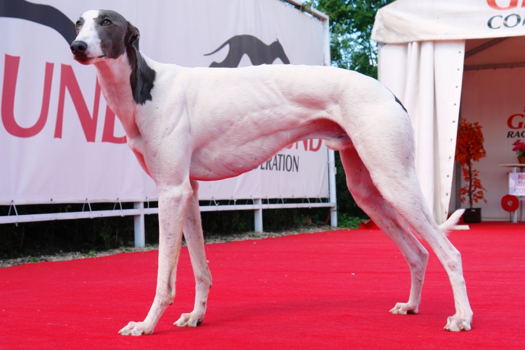 Champion_White_Zlaty_chrt_Velmistr_Czech_Greyhound_Racing_Federation.JPG