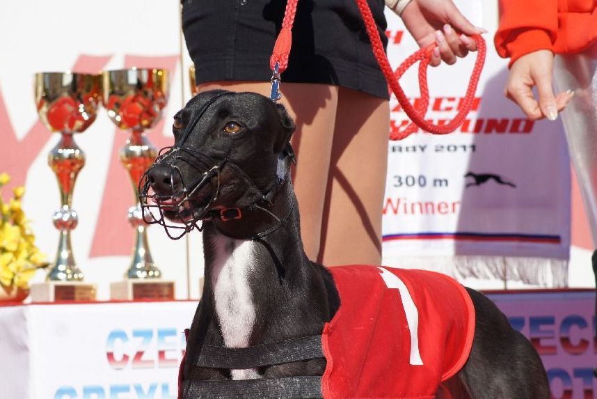 Winner_NewMac_Dior_Czech_Greyhound_Racing_Federation_DSC02348.jpg