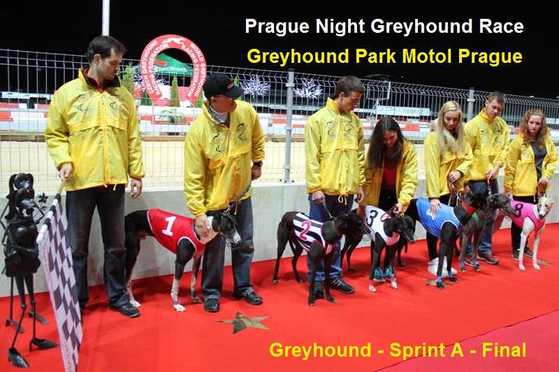 Prague_Night_Greyhound_Race_Greyhound_Park_Motol_CGDF_IMG_5399.JPG