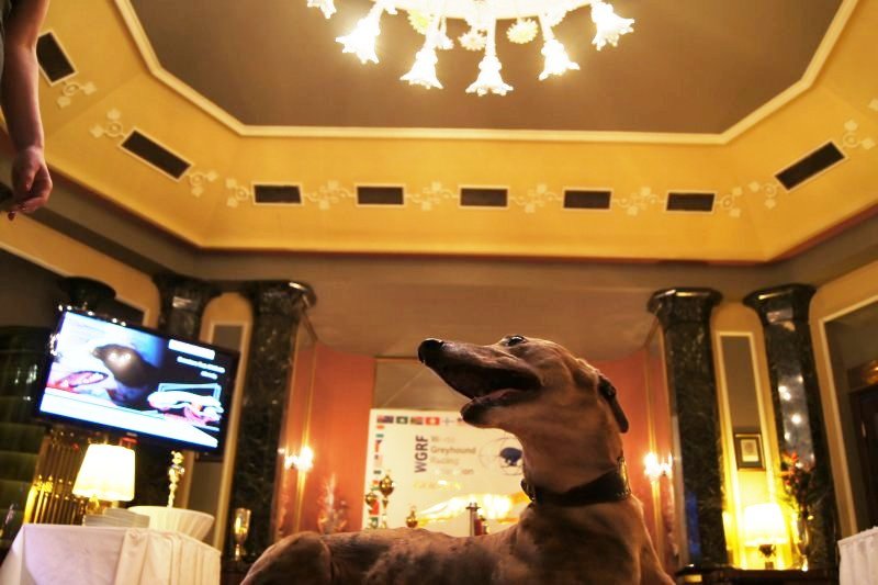 Golden_Greyhound_Awards_Czech_Greyhound_Racing_Federation_DSC07200.JPG