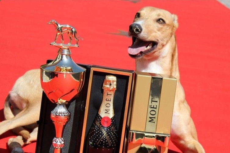 Lemon_Moet_Golden_Greyhound_Design_CGDF_IMG_5074.jpg