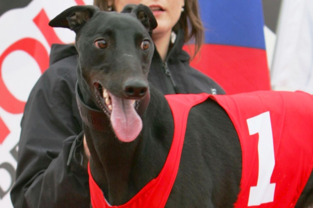 Sjudraget_Dole_Golden_Greyhound_Design_CGDF_NQ1M9948.JPG