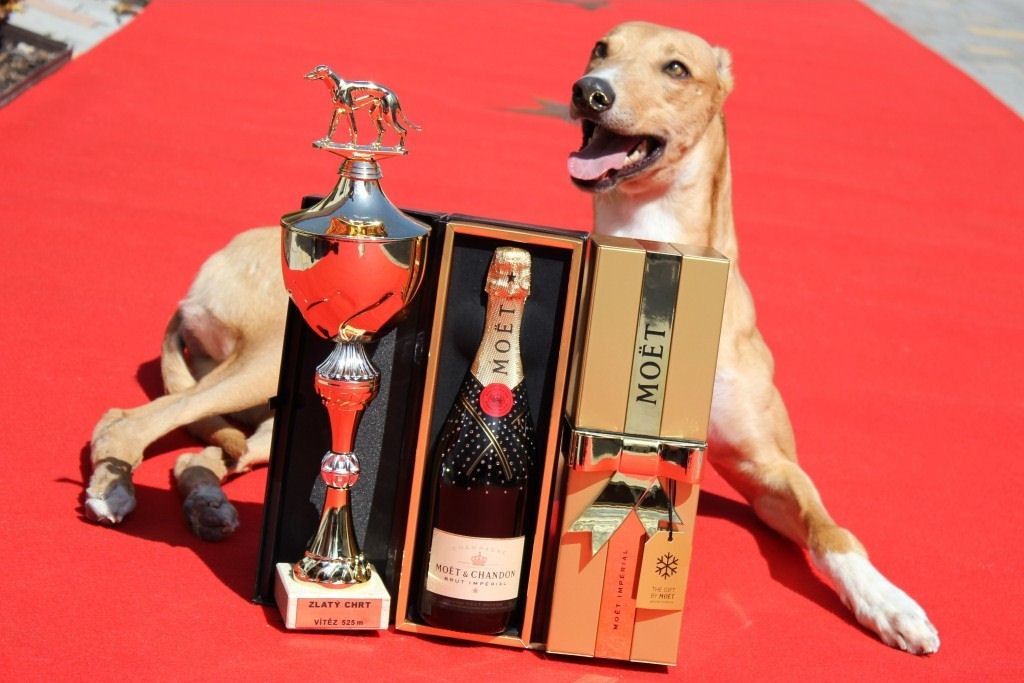 Chti_dostihy_Lemon_Moet_Czech_Greyhound_Racing_Federation_IMG_5074.jpg