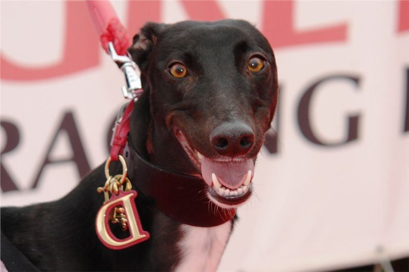 NewMac_Dior_Ceska_greyhound_dostihova_federace_DSC09471.jpg