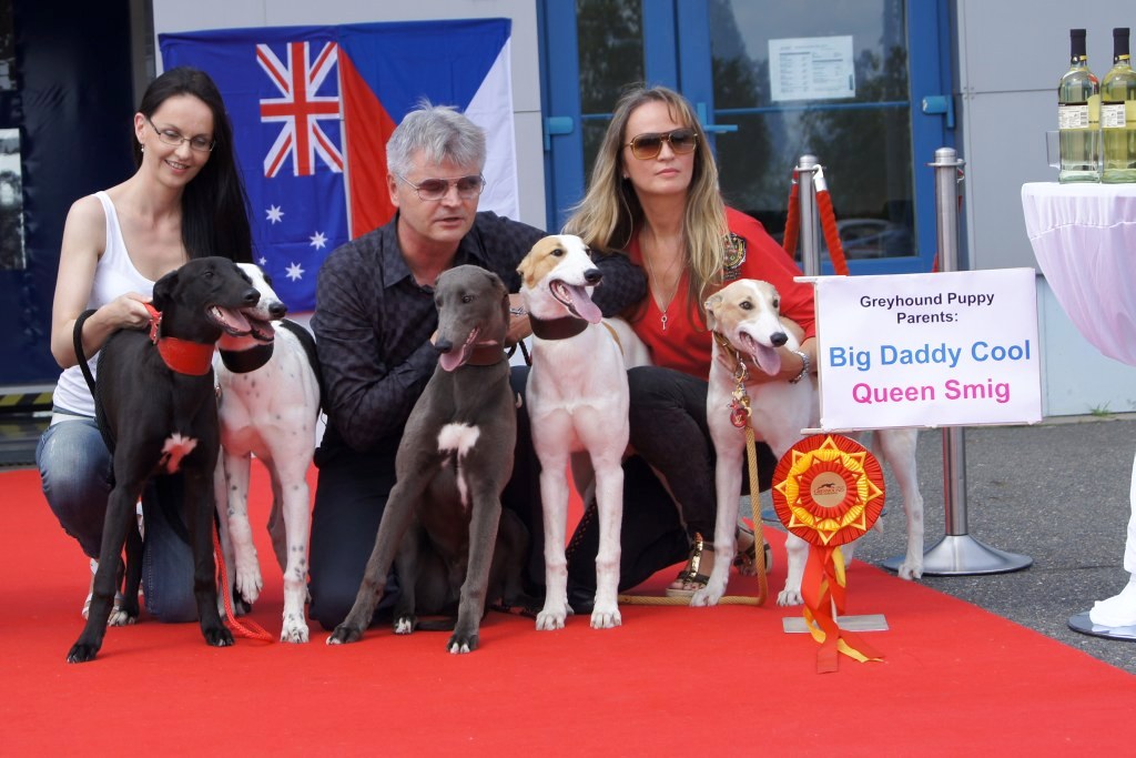 Puppy_Big_Daddy_Cool_Czech_Greyhound_Racing_Federation_DSC07906-v.JPG