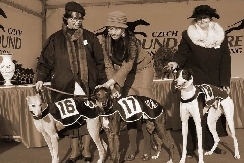 greyhound_exhibition.jpg