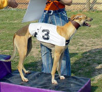 Greyhound_Abigail_Grefina_napadal_Ceska_greyhound_dostihova_federace.JPG