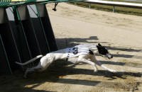 Greyhound_Flash_Co_Co_casovka_Ceska_greyhound_dostihova_federace.JPG