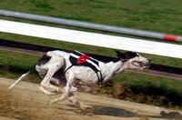 Greyhound_Future_Co_Co_diskvalifikace_Ceska_greyhound_dostihova_federace.JPG