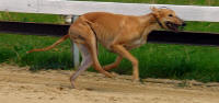 Greyhound_Kengeylfuto_Karcsu_napadal_Ceska_greyhound_dostihova_federace.JPG