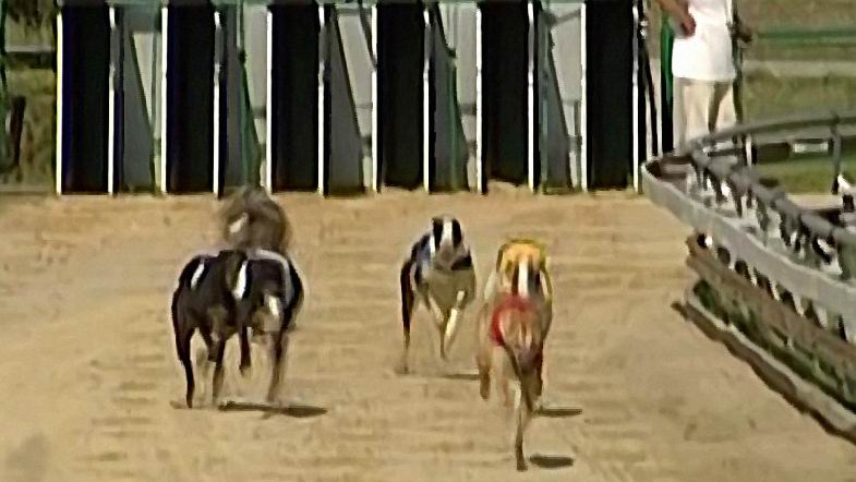 Vigorous_Brandon_attacks_3_Czech_Greyhound_Racing_Federation.JPG