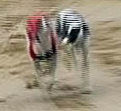 Elita_co_co-diskvalifikace_4_Ceska_greyhound_dostihova_federace.jpg