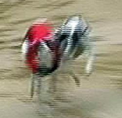 Elita_co_co-diskvalifikace_6_Ceska_greyhound_dostihova_federace.jpg