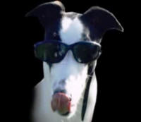 Big_Daddy_Cool-bryle_small.jpg