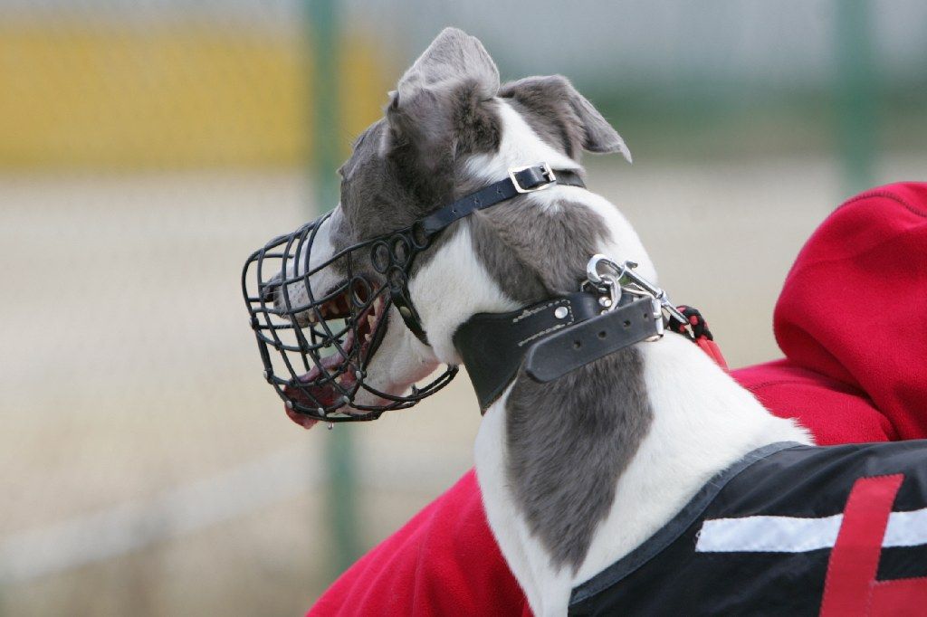 chrti_dostihy_Red_Mills_Cup_Czech_Greyhound_Racing_Federation_NQ1M0432.jpg