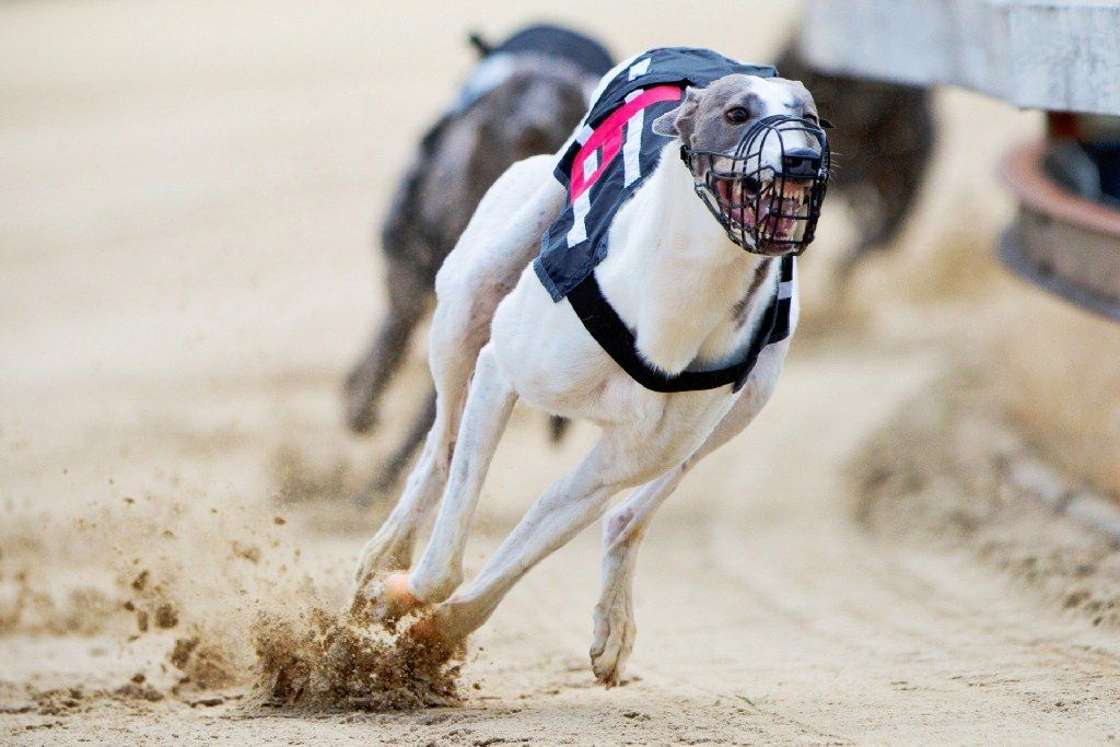 chrti_dostihy_Red_Mills_Cup_Czech_Greyhound_Racing_Federation_autor_M_Kozak_1.jpg