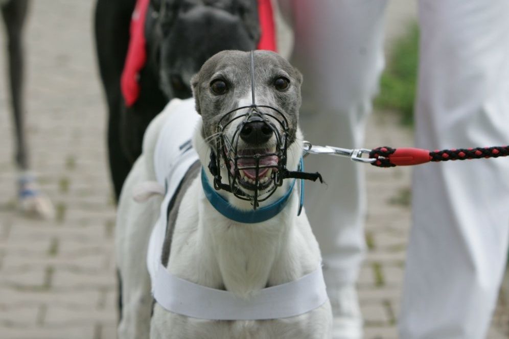 sportovni_modelka_Chanelka_po_zavodu_Czech_Greyhound_Racing_NQ1M4988-v.jpg
